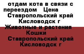 отдам кота в связи с переездом › Цена ­ 1 000 - Ставропольский край, Кисловодск г. Животные и растения » Кошки   . Ставропольский край,Кисловодск г.